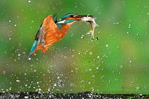 Kingfisher (Alcedo atthis) male, taking off from water with fish, a Common Roach (Rutilus rutilus) Lorraine, France, May