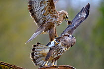 Buzzards (Buteo buteo) fighting for food in winter, Lorraine, France, February