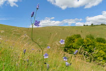 Harebell (Campanula rotundifolia) in chalk grassland. Pewsey Downs National Nature Reserve, Wiltshire, England, UK. July 2020.