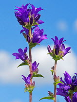 Clustered bellflower (Campanula glomerata) against sky. Pewsey Downs National Nature Reserve, Wiltshire, England, UK. July.