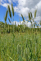 Mixed crop of Barley (Hordeum vulgare), Wheat (Triticum aestivum) and Oat (Avena sativa) ripening in arable field. Wiltshire, England, UK. June.