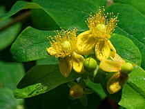 Tutsan (Hypericum androsaemum) flowering and developing fruits. Wiltshire, England, UK. June.