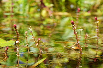 Spiked water milfoil (Myriophyllum spicatum) in garden pond. Wiltshire, England, UK. June.