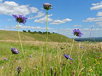 Small scabious (Scabiosa columbaria) in chalk grassland. Pewsey Downs National Nature Reserve, Wiltshire, England, UK. July 2020.