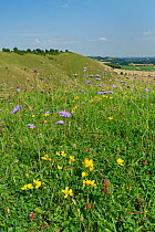 Small scabious (Scabiosa columbaria), Bird's-foot trefoil (Lotus corniculatus) and Red clover (Trifolium pratense) flowering in chalk grassland. Pewsey Downs National Nature Reserve, Wiltshire, Englan...