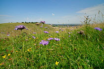 Small scabious (Scabiosa columbaria) and Bird's-foot trefoil (Lotus corniculatus) flowering in chalk grassland. Pewsey Downs National Nature Reserve, Wiltshire, England, UK, July 2020.