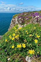 Common rock-rose (Helianthemum nummularium) and Wild thyme (Thymus polytrichus) on limestone cliff top. Rhossili, The Gower, Glamorgan, Wales, UK. July 2020.