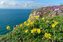 Common rock-rose (Helianthemum nummularium) and Wild thyme (Thymus polytrichus) clumps on limestone cliff top. Rhossili, The Gower, Glamorgan, Wales, UK. July 2020.