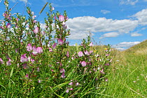 Common restharrow (Ononis repens) in chalk grassland. Pewsey Downs National Nature Reserve, Wiltshire, England, UK. July.