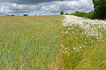 Oxeye daisy (Leucanthemum vulgare) flowering in field margin of ripening mixed crop of Barley (Hordeum vulgare) and Wheat (Triticum aestivum). Wiltshire, England, UK. June 2020.