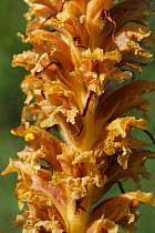 Knapweed broomrape (Orobanche elatior), close up of flower spike. Wiltshire, England, UK. June.