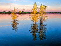 Cottonwoods in autumn in the ponds of the refuge in morning light with reflections in the rising water level, near the Colorado River, Cibola National Wildlife Refuge, Arizona, USA. November 2020.