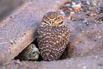 Burrowing owls (Athene cunicularia), one with head turned 180 degrees, in their burrow under a concrete irrigation ditch, Marana, Arizona, USA. November.