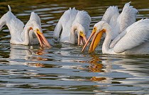 American white pelicans (Pelecanus erythrorhynchos) actively fishing. Riparian Preserve, Gilbert, Arizona, USA. November.