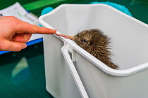Rowi / Okarito brown kiwi (Apteryx rowi) chick hatching weighed by carer in quarantined room, Department of Conservation Kiwi Rearing Facility, West Coast, New Zealand. February