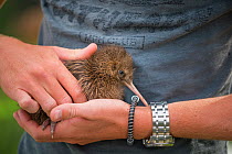Haast tokoeka chick (a distinct race of Tokoeka, Apteryx australis) These chicks held in outdoor pens where Department of Conservation rangers perform final health screening before they are moved to p...