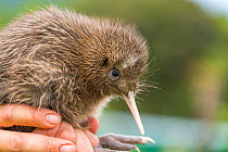 Ranger with Rowi / Okarito brown kiwi (Apteryx rowi) chick. These chicks held in outdoor pens where Department of Conservation rangers perform final health screening before they are moved to predator-...