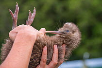 Ranger with Rowi / Okarito brown kiwi (Apteryx rowi) chick. These chicks held in outdoor pens where Department of Conservation rangers perform final health screening before they are moved to predator-...