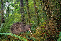 Rowi or Okarito Brown Kiwi (Apteryx rowi) male called &#39;Scooter&#39; in rainforest habitat. Okarito Forest, Westland, South Island, New Zealand.