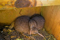 Rowi / Okarito brown kiwi (Apteryx rowi) chicks. These chicks held in outdoor pens where Department of Conservation rangers perform final health screening before they are moved to predator-free island...