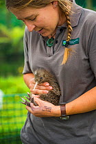 Ranger with Rowi / Okarito brown kiwi (Apteryx rowi) chick, held in outdoor pens where Department of Conservation rangers perform final health screening before they are moved to predator-free islands...