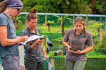 Rowi / Okarito brown kiwi (Apteryx rowi) chicks are held in outdoor pens where Department of Conservation rangers perform final health screening before they are moved to predator-free islands until la...