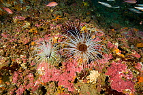 Tube anemone (Cerianthus membranaceus) Punta Campanella Marine Protected Area, Amalfi Coast, Italy, Tyrrhenian Sea, Mediterranean.