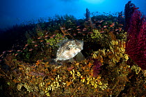 John dory (Zeus faber) Punta Campanella Marine Protected Area, Amalfi Coast, Italy, Tyrrhenian Sea, Mediterranean.