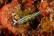 Nudibranch (Thuridilla hopei), Punta Campanella Marine Protected Area, Amalfi Coast, Italy, Tyrrhenian Sea, Mediterranean.