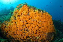 Big rock covered with Yellow cluster anemone, (Parazoanthus axinellae) Vervece Rock, Punta Campanella Marine Protected Area, Amalfi Coast, Italy, Tyrrhenian Sea, Mediterranean.