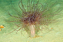 Tube anemone (Cerianthus membranaceus) Mitigliano Cave, Punta Campanella Marine Protected Area, Amalfi Coast, Italy, Tyrrhenian Sea, Mediterranean.