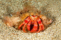 Hermit crab (Dardanus calidus) Mitigliano Cave, Punta Campanella Marine Protected Area, Amalfi Coast, Italy, Tyrrhenian Sea, Mediterranean.