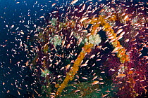 Shoal of Mediterranean fairy basslet (Anthias anthias) Traliccio dive site, Capri Island, Sorrento Peninsula, Amalfi Coast, Italy, Tyrrhenian Sea, Mediterranean.