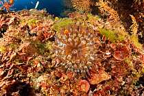 Golden anemone (Condylactis aurantiaca) Punta Campanella Marine Protected Area, Amalfi Coast, Italy, Tyrrhenian Sea, Mediterranean.