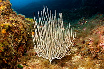White seafan (Eunicella singularis) Punta Campanella Marine Protected Area, Amalfi Coast, Italy, Tyrrhenian Sea, Mediterranean.