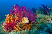 Violescent sea-whip or Red sea fan (Paramuricea clavata) with bryozoans (Sertella septentrionalis and Pentapora fascialis), Punta Campanella Marine Protected Area, Amalfi Coast, Italy, Tyrrhenian Sea,...