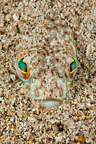 Greater weever fish (Trachinus draco) hiding in sand showing excellent camouflage, Punta Campanella Marine Protected Area, Amalfi Coast, Italy, Tyrrhenian Sea, Mediterranean.