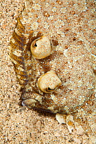 Brill (Scophthalmus rhombus) close-up showing eyes, Punta Campanella Marine Protected Area, Amalfi Coast, Italy, Tyrrhenian Sea, Mediterranean.