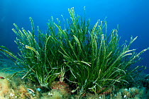 Seagrass meadows (Posidonia oceanica), Punta Campanella Marine Protected Area, Amalfi Coast, Italy, Tyrrhenian Sea, Mediterranean.