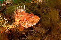 Great rockfish (Scorpaena scrofa) Banco di Santa Croce, Massa Lubrense, Sorrento Peninsula, Amalfi Coast, Italy, Tyrrhenian Sea, Mediterranean.