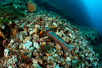 Hammer discarded after being used to break the rock illegally to collect Date shells (Lithophaga lithophaga) Vervece Rock, Punta Campanella Marine Protected Area, Amalfi Coast, Italy, Tyrrhenian Sea,...