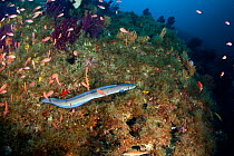 Conger eel (Conger conger) Punta Carena, Capri Island, Sorrento Peninsula, Amalfi Coast, Italy, Tyrrhenian Sea, Mediterranean.