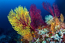 Red sea fan (Paramuricea clavata) with gorgonian corals and Light-bulb sea squirt (Clavelina lepadiformis) Punta Carena, Capri Island, Sorrentine Peninsula, Italy, Tyrrhenian Sea, Mediterranean.