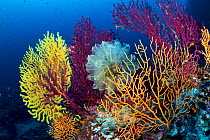 Red sea fan (Paramuricea clavata) with gorgonian corals and Light-bulb sea squirt (Clavelina lepadiformis) Punta Carena, Capri Island, Sorrentine Peninsula, Italy, Tyrrhenian Sea, Mediterranean.