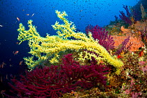 Mediterranean black coral (Gerardia savaglia) Punta Carena, Capri Island, Sorrentine Peninsula, Italy, Tyrrhenian Sea, Mediterranean.