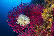 Seafan / Red gorgonian (Paramuricea clavata) and Light-bulb sea squirt (Clavelina lepadiformis) Punta Carena, Capri Island, Sorrentine Peninsula, Italy, Tyrrhenian Sea, Mediterranean.