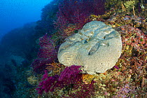 Black sponge (Ircinia muscarum) Punta Carena, Capri Island, Sorrentine Peninsula, Italy, Tyrrhenian Sea, Mediterranean.