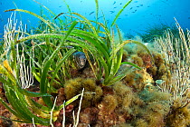 Morey eel (Muraena helena) in seagrass meadow (Posidonia oceanica) Punta Carena, Capri Island, Sorrentine Peninsula, Italy, Tyrrhenian Sea, Mediterranean.