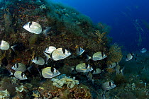 Shoal of White seabream (Diplodus sargus), Vervece Rock, Punta Campanella Marine Protected Area, Costa Amalfitana, Italy, Tyrrhenian Sea, Mediterranean.