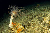 Alicia sea anemone (Alicia mirabilis) Puolo Bay, Punta Campanella Marine Protected Area, Costa Amalfitana, Italy, Tyrrhenian Sea, Mediterranean,